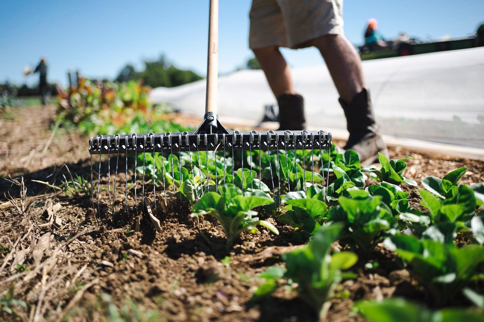 New Model Weeding Method
